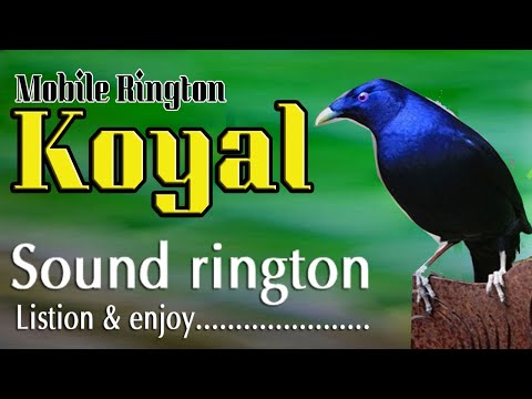 koyal bird sound ringtone free download